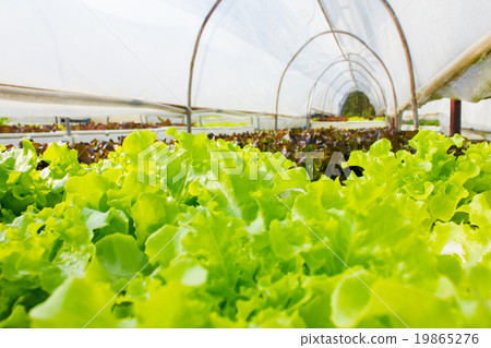 Organic hydroponic vegetable in greenhouse. Organic hydroponic vegetable in greenhouse. 19865276