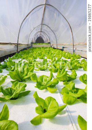 Organic hydroponic vegetable in greenhouse. 19865277