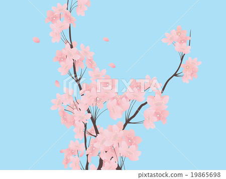 Yoshino cherry tree Yoshino cherry tree 19865698