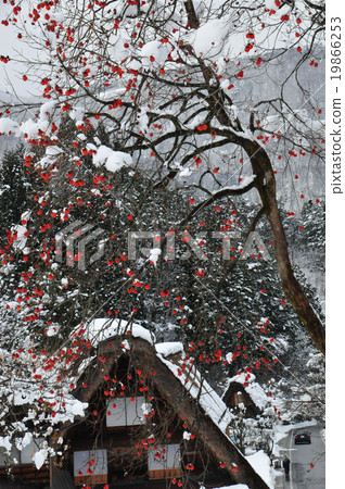 冬天白川鄉 19866253