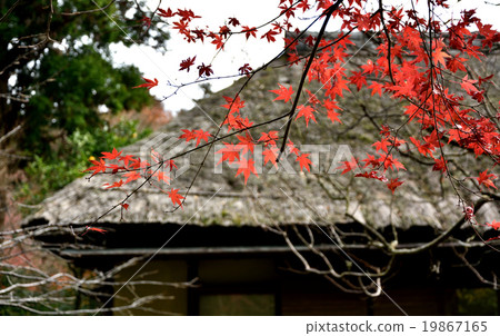 A toy roof and a maple A toy roof and a maple 19867165