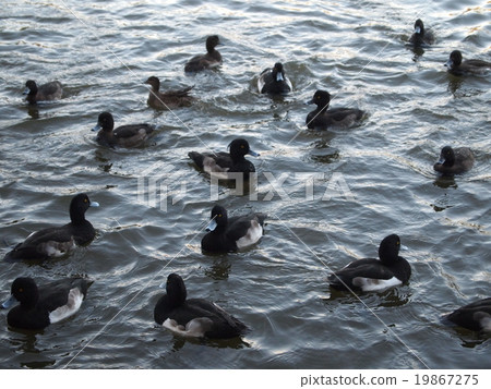 Duck Duck 19867275