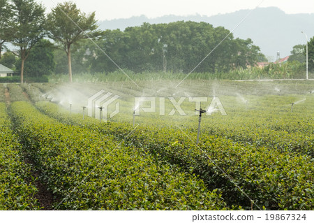 water sprinkler at the tea farm 19867324
