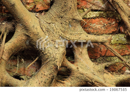 tree root growth on the wall 19867585