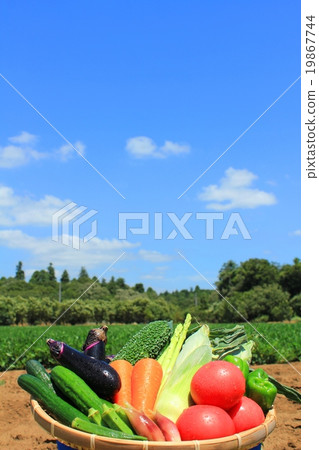 Refreshing summer sky and fresh summer vegetables 19867744