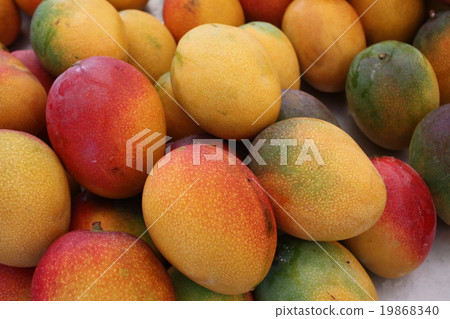 Mango fish caught in Hawaii Mango fish caught in Hawaii 19868340
