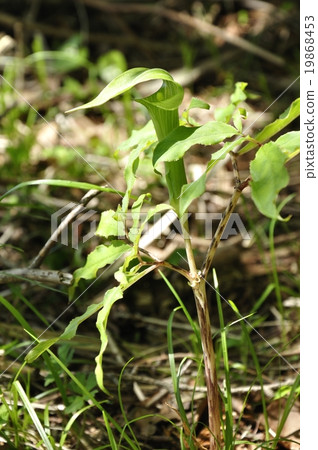 Haworthba Tennanshaw 19868453