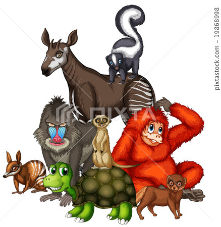 Wild animals on white background Wild animals on white background 19868998