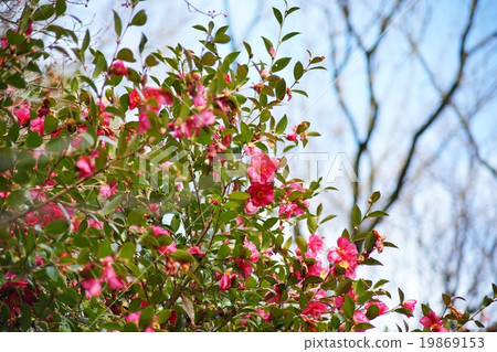 札幌盛開 札幌盛開 19869153