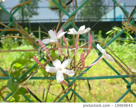 Hagoromo Jasmine Flower Hagoromo Jasmine Flower 19869643