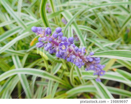 Yaburan Yaburan 19869697