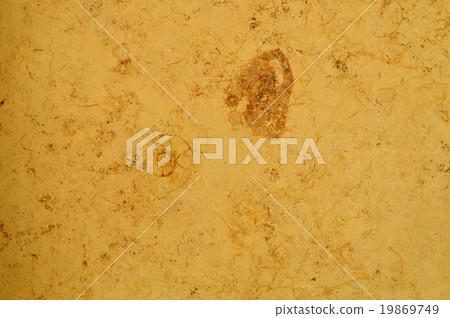 大理石和菊石 大理石和菊石 19869749