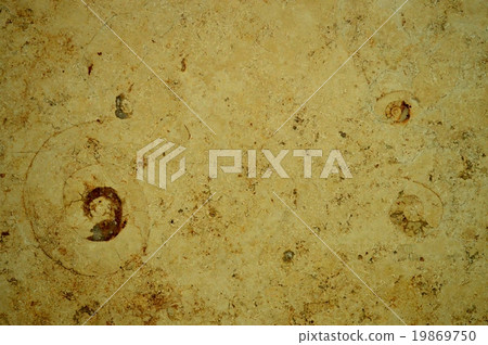 大理石和菊石化石 19869750