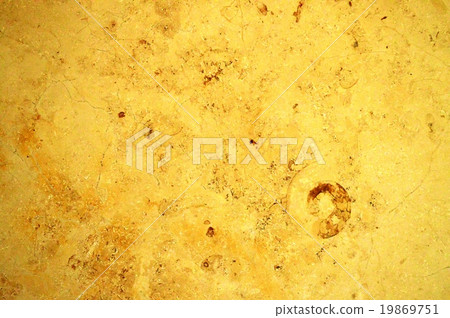 菊石的化石 19869751