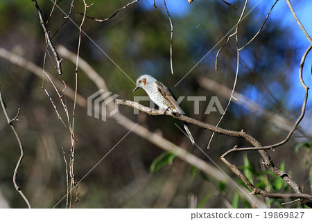 Bulbul Bulbul 19869827