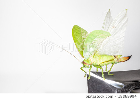 Katydids of Thailand 19869994