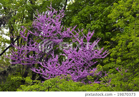Judas tree Judas tree 19870373