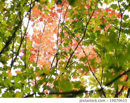 阿爾根金族國家公園的秋天在多倫多，加拿大的郊區 19870633