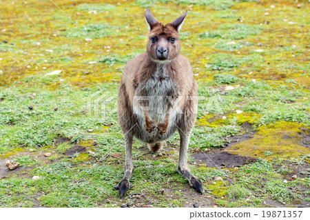 Puzzled kangaroo portrait close up portrait Puzzled kangaroo portrait close up portrait 19871357