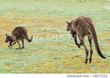 Kangaroo portrait while jumping on grass Kangaroo portrait while jumping on grass 19871358