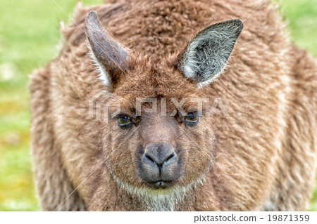Puzzled kangaroo portrait close up portrait Puzzled kangaroo portrait close up portrait 19871359