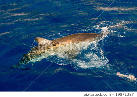 Great White shark ready to attack 19871387