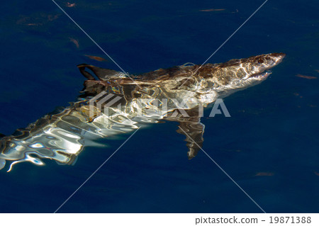 Great White shark ready to attack 19871388