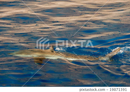 Great White shark ready to attack 19871391