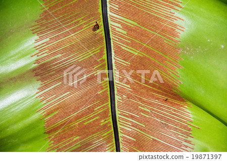 spores on fern leaf 19871397