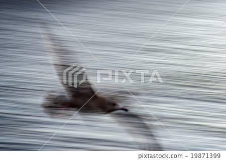 blur seagull while flying long time exposure blur seagull while flying long time exposure 19871399