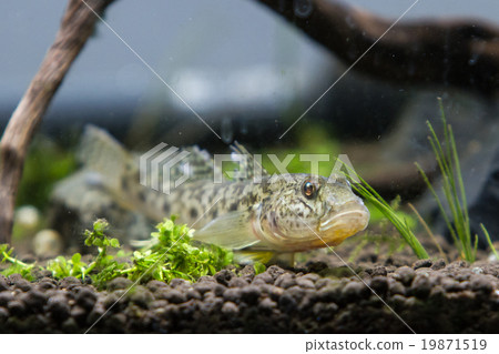 黃鰭刺鰕虎魚 黃鰭刺鰕虎魚 19871519