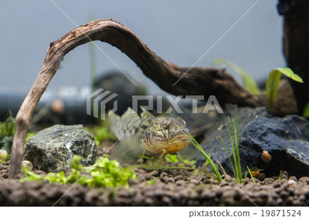 黃鰭刺鰕虎魚 黃鰭刺鰕虎魚 19871524