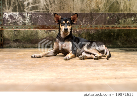 Cute dog lying on floor Cute dog lying on floor 19871635