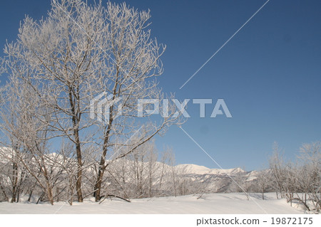 Snow Hakuba Snow Hakuba 19872175