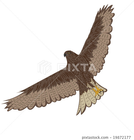 Hawk Hawk 19872177