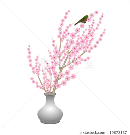 Peach blossom and mezzo 19872187