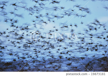 Casting of Magan Casting of Magan 19873181