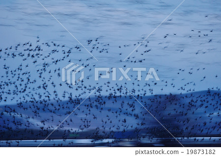 鑄造馬根 鑄造馬根 19873182