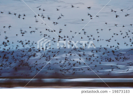 鑄造馬根 19873183