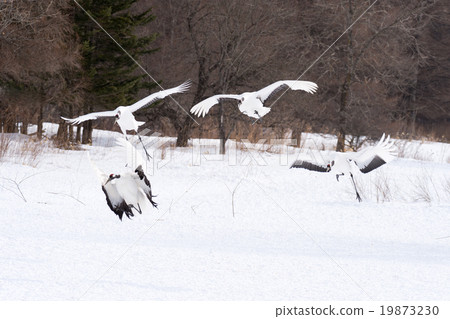 Dandoral起重機 19873230