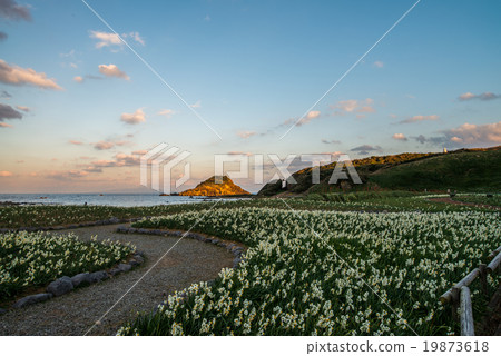 Daffodils blooming Izu Nikkigosaki Evening landscape Daffodils blooming Izu Nikkigosaki Evening landscape 19873618