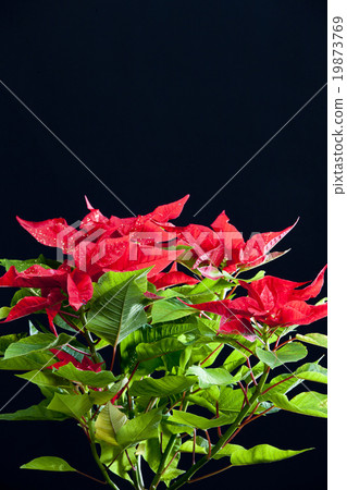 Poinsettia 19873769