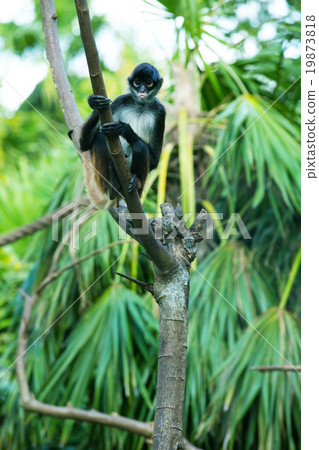 Spider monkey on a tree 19873818