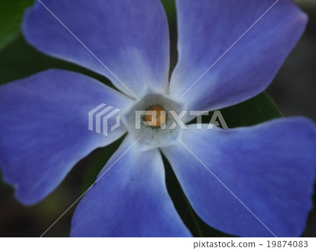 Flowers of Turnishitis 19874083