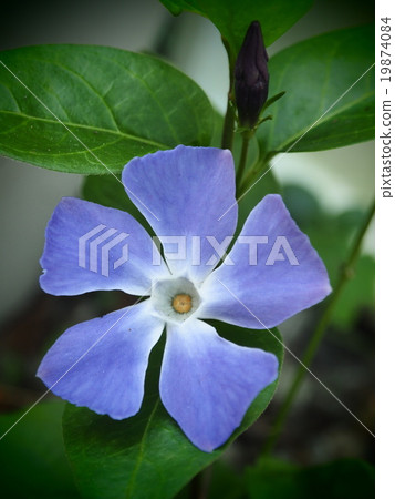 長春花 長春花 19874084