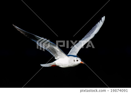 seagull seagull 19874091