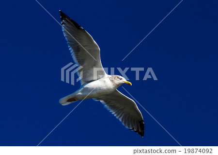 seagull 19874092