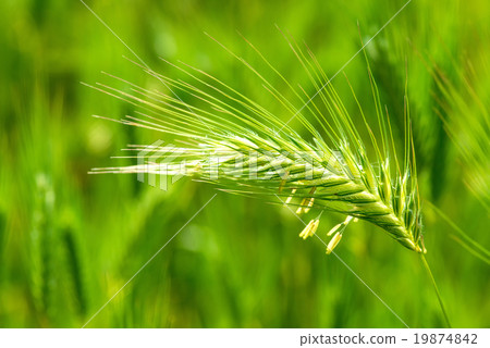 close up of fresh green blade of grass 19874842
