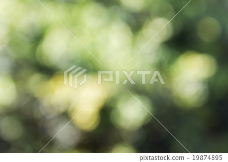 soft green colour bokeh bush tree and sunlight soft green colour bokeh bush tree and sunlight 19874895