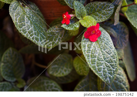 Flame violet,Episcia 19875142
